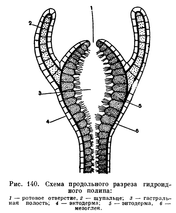 Kraken tor